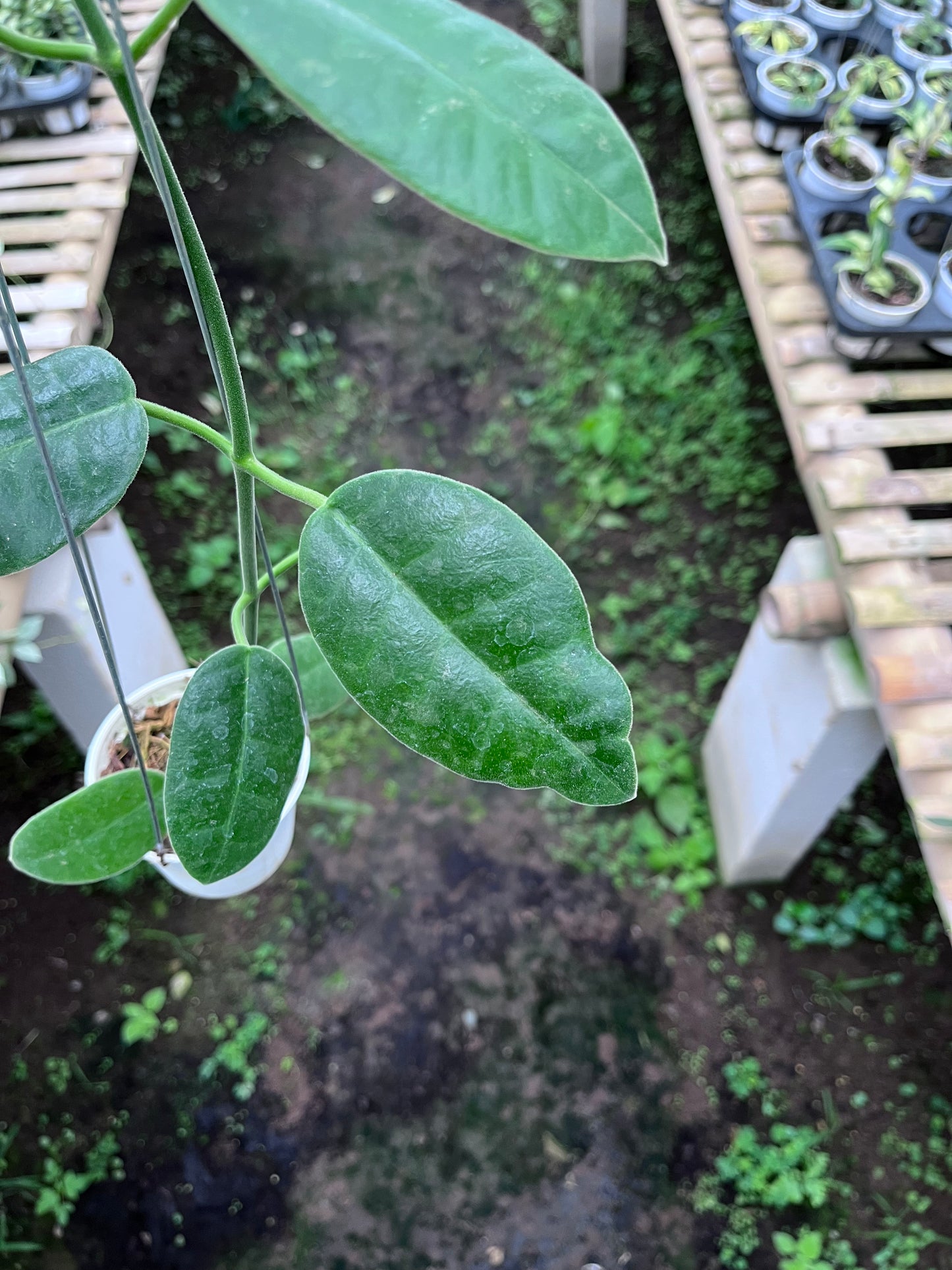 Hoya Gigas