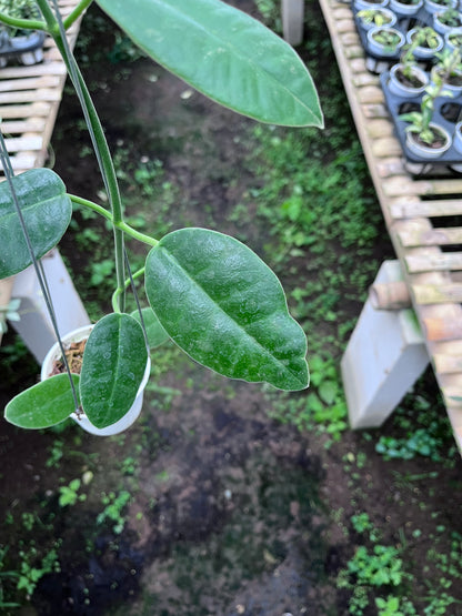 Hoya Gigas