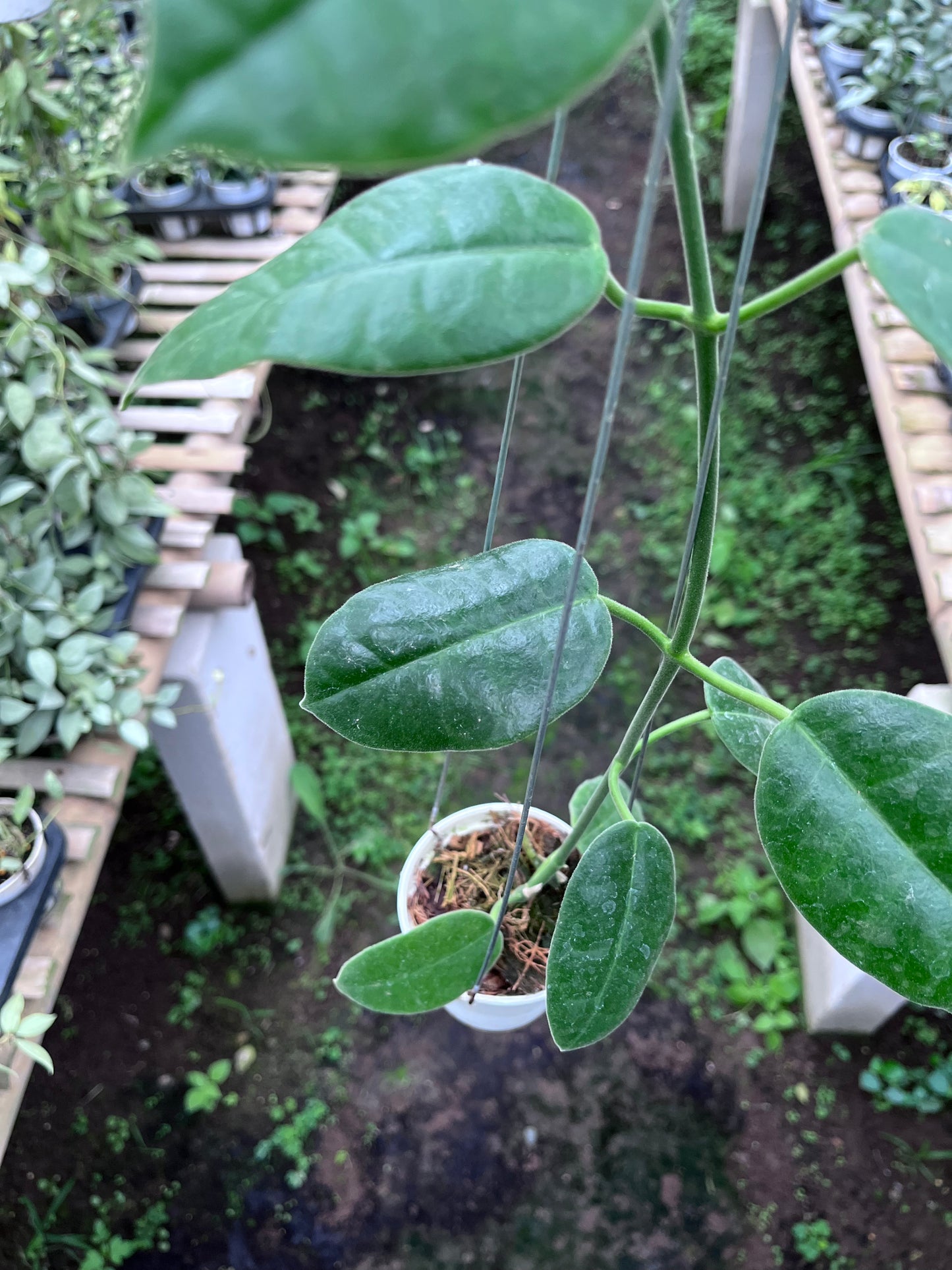 Hoya Gigas