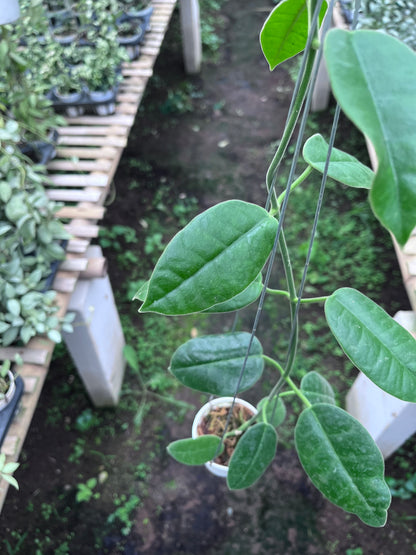 Hoya Gigas