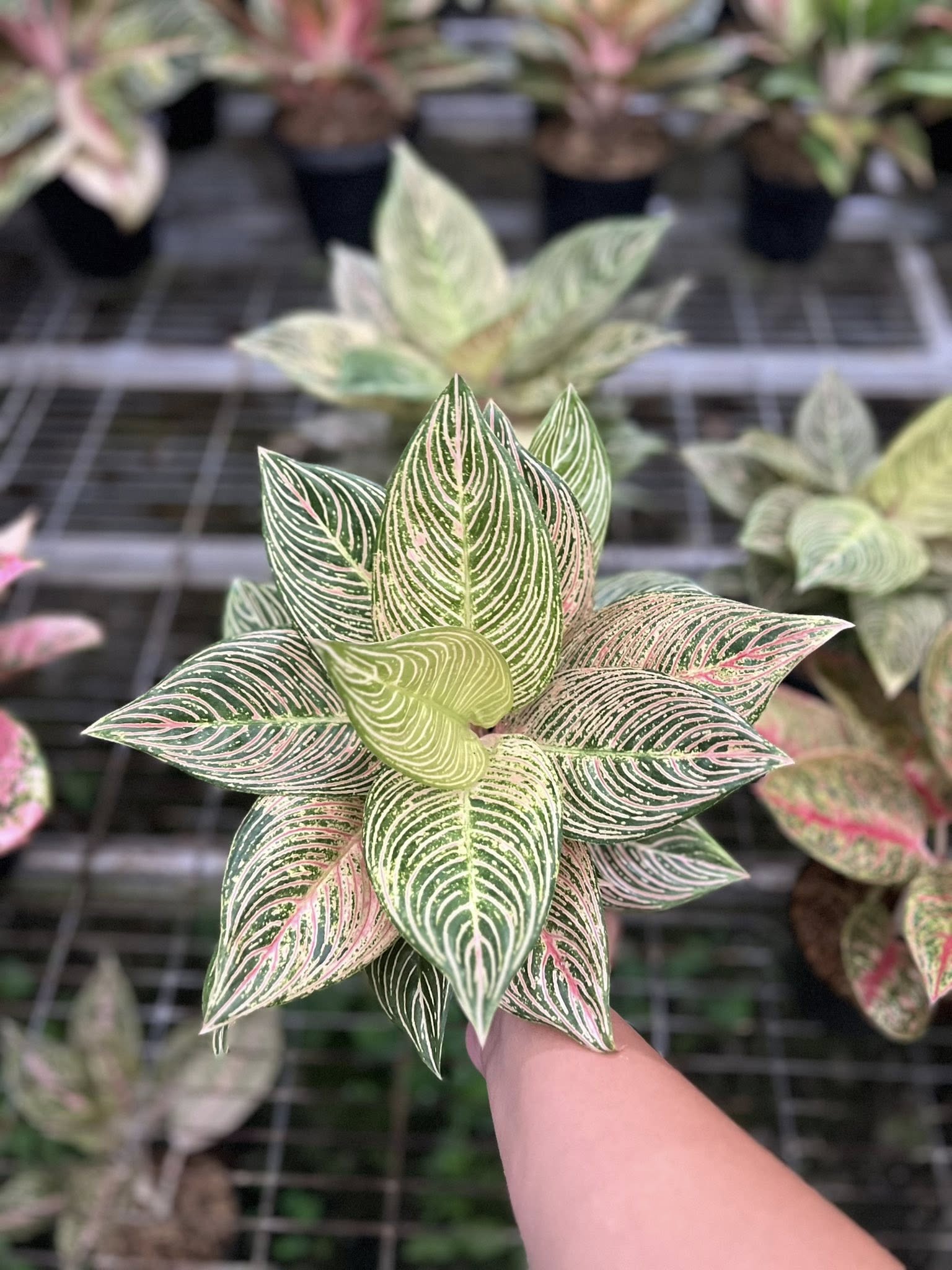 その他観葉植物 Aglaonema Golden Hope Aglaonema Golden Hope - メルカリ