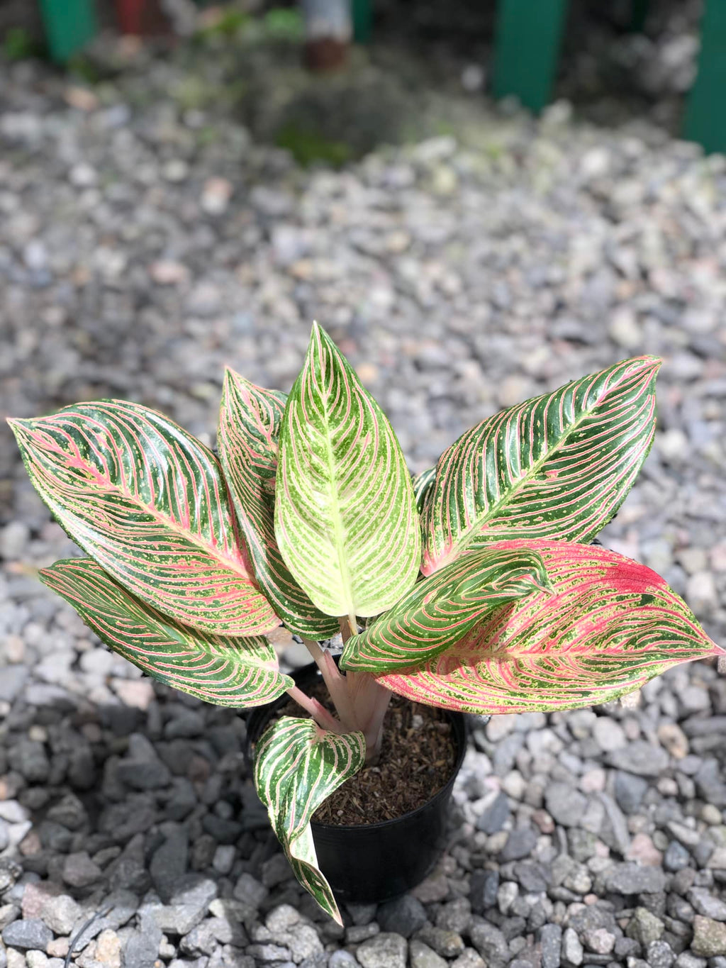 Aglaonema Golden Hope