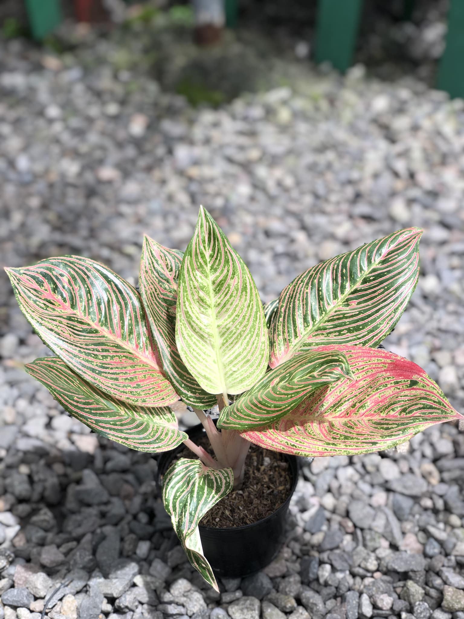 Aglaonema Golden Hope