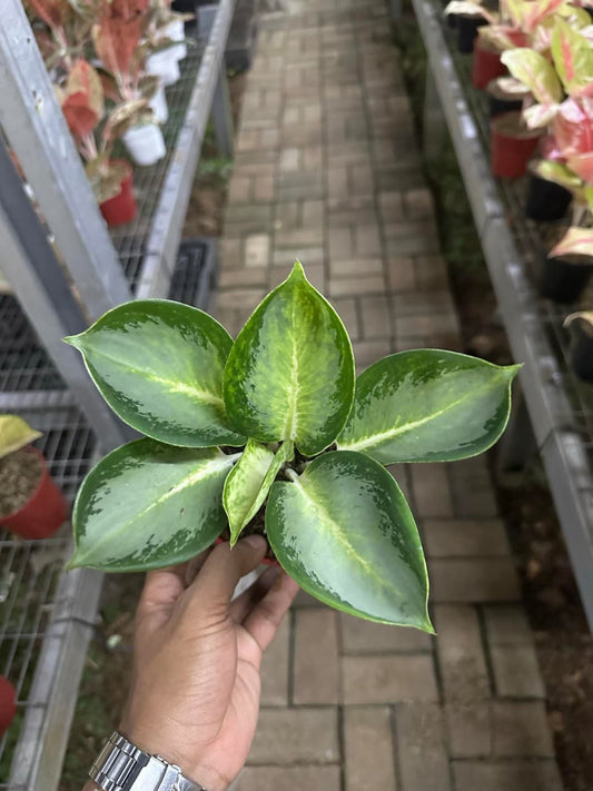 Aglaonema Green Bowl