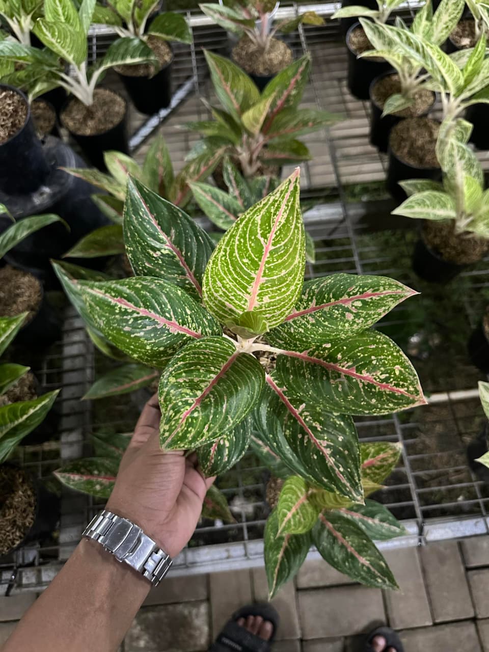 Aglaonema Jamila