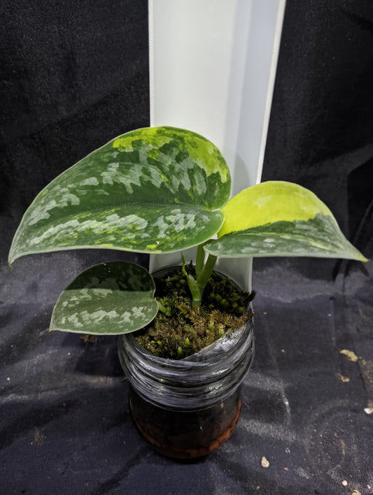 Scindapsus Green Diamond