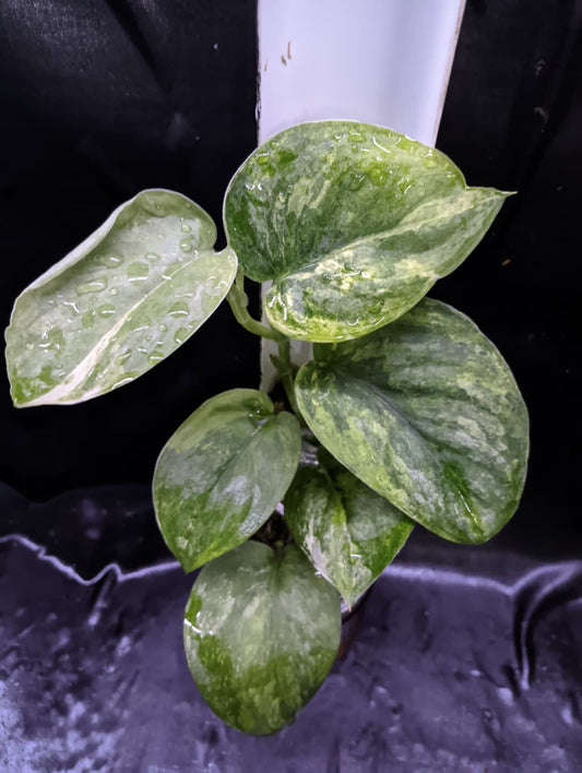 Scindapsus Green Dragon