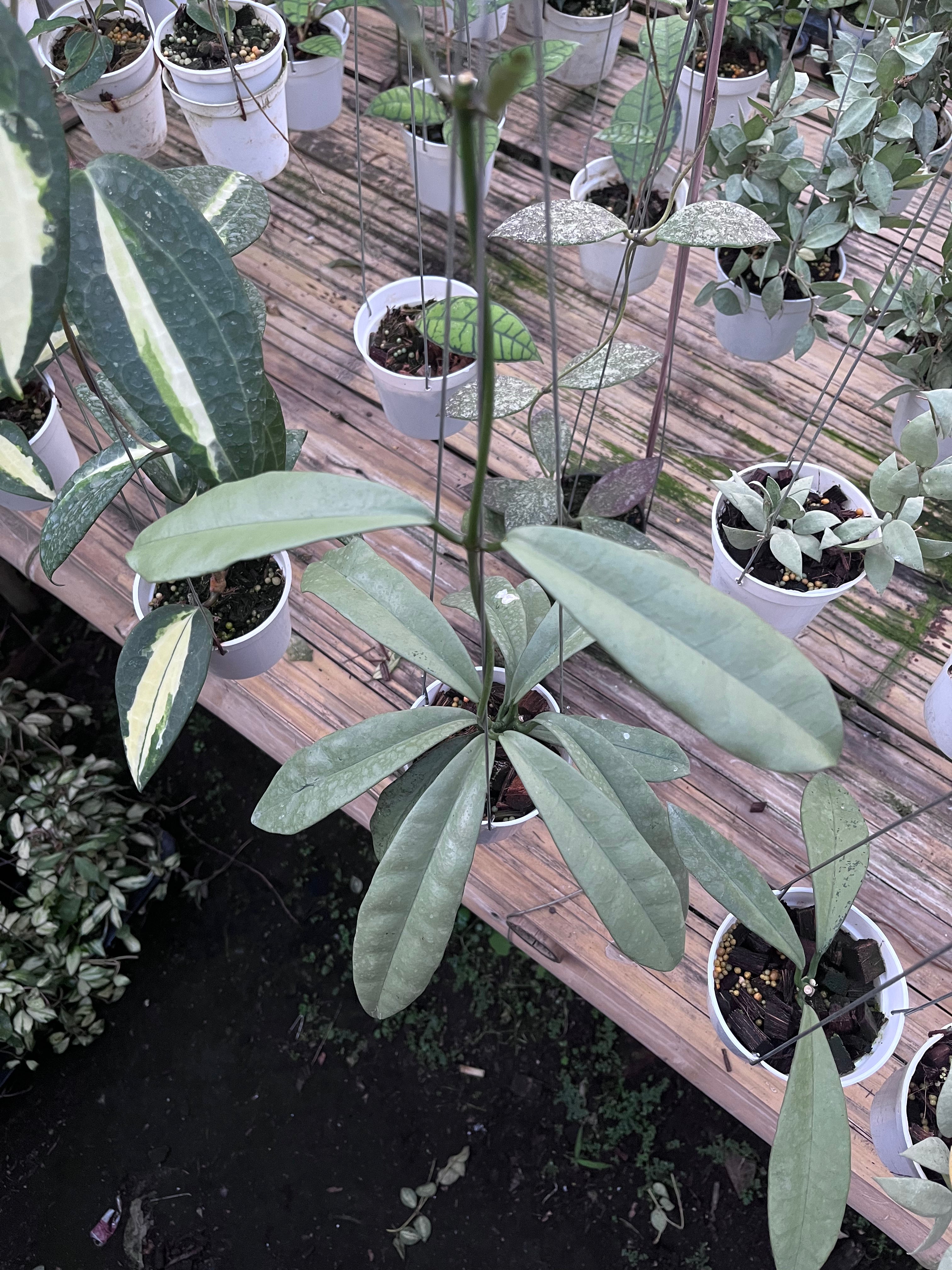 Hoya Griffithii Silver