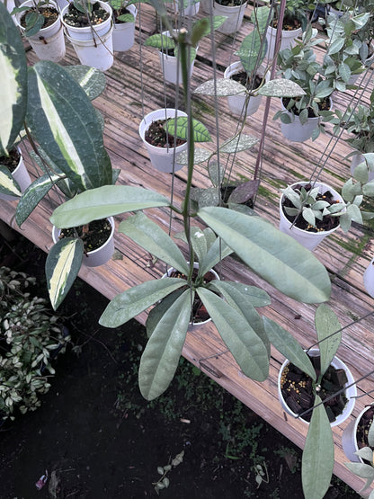 Hoya Griffithii Silver