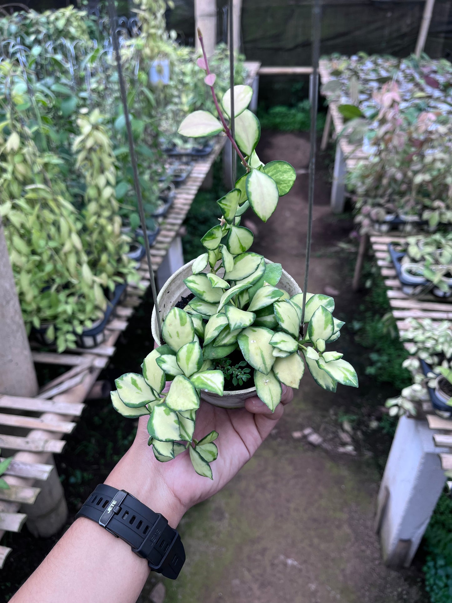 Hoya Heuschkeliana Inner Variegated