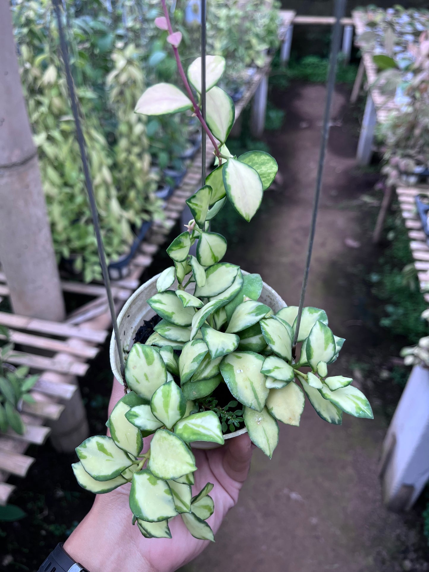 Hoya Heuschkeliana Inner Variegated
