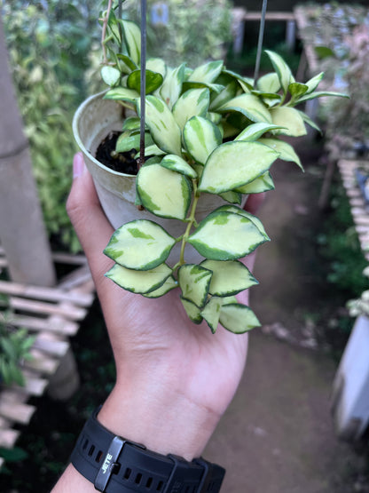 Hoya Heuschkeliana Inner Variegated