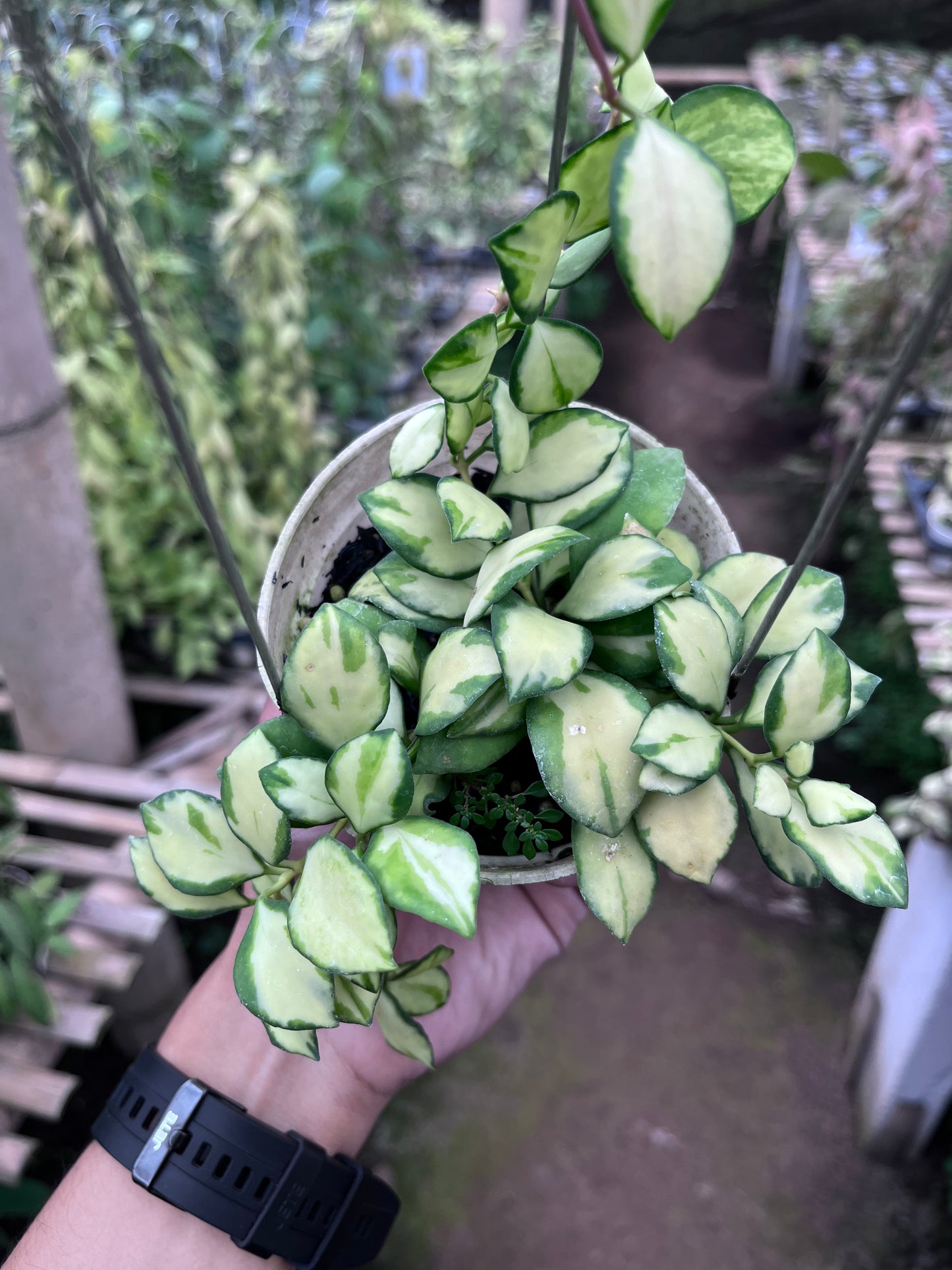 Hoya Heuschkeliana Inner Variegated