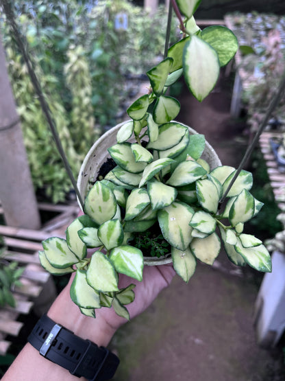 Hoya Heuschkeliana Inner Variegated