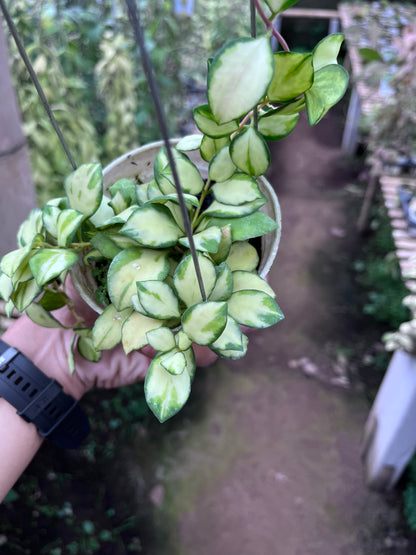 Hoya Heuschkeliana Inner Variegated
