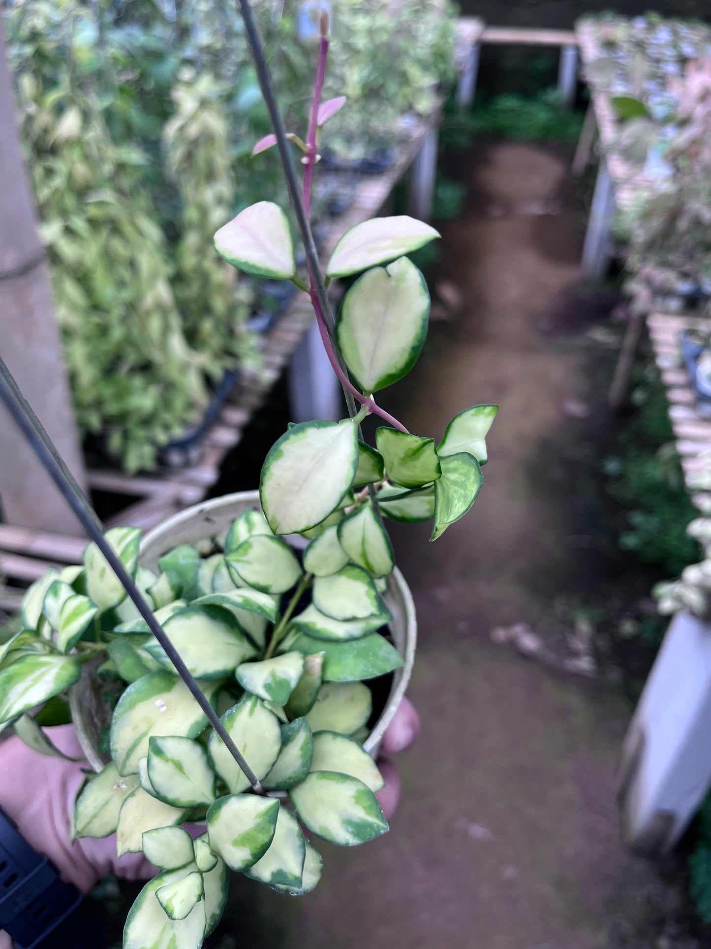 Hoya Heuschkeliana Inner Variegated