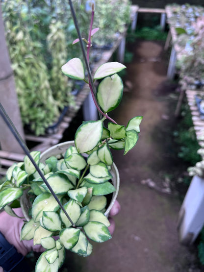 Hoya Heuschkeliana Inner Variegated