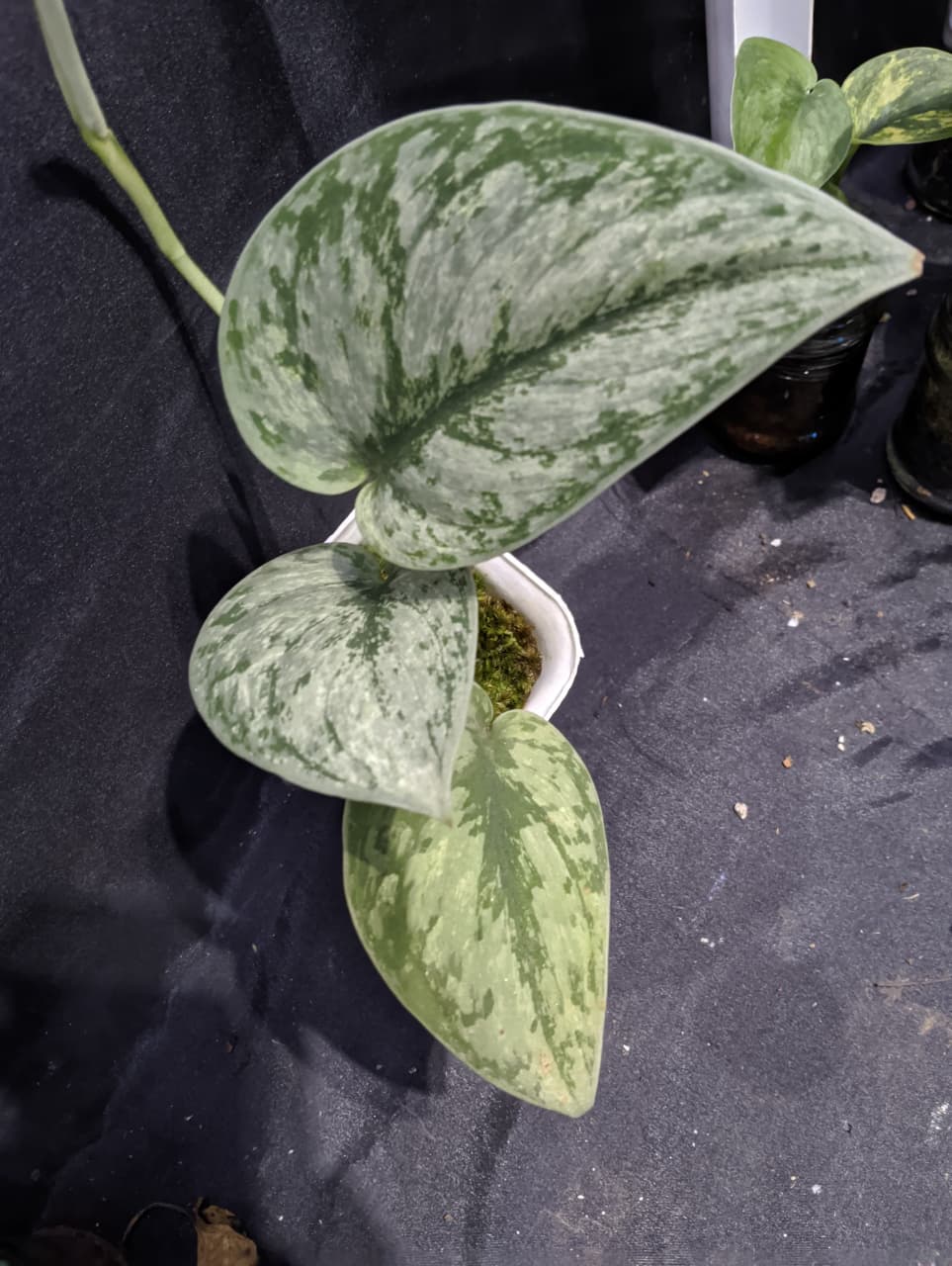 Scindapsus Hologram