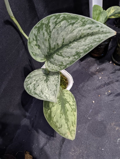 Scindapsus Hologram