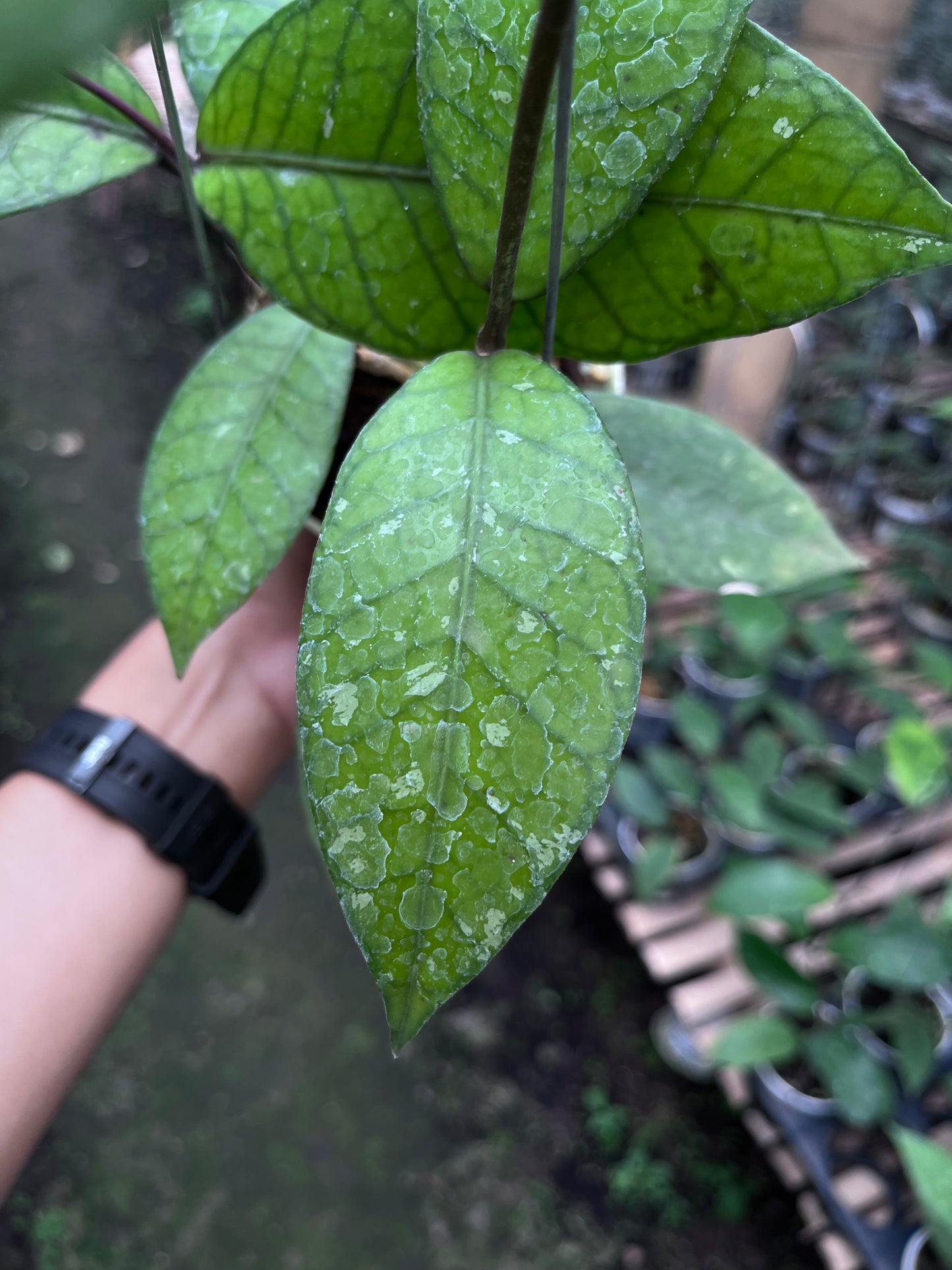 Hoya Aceh Red Bones