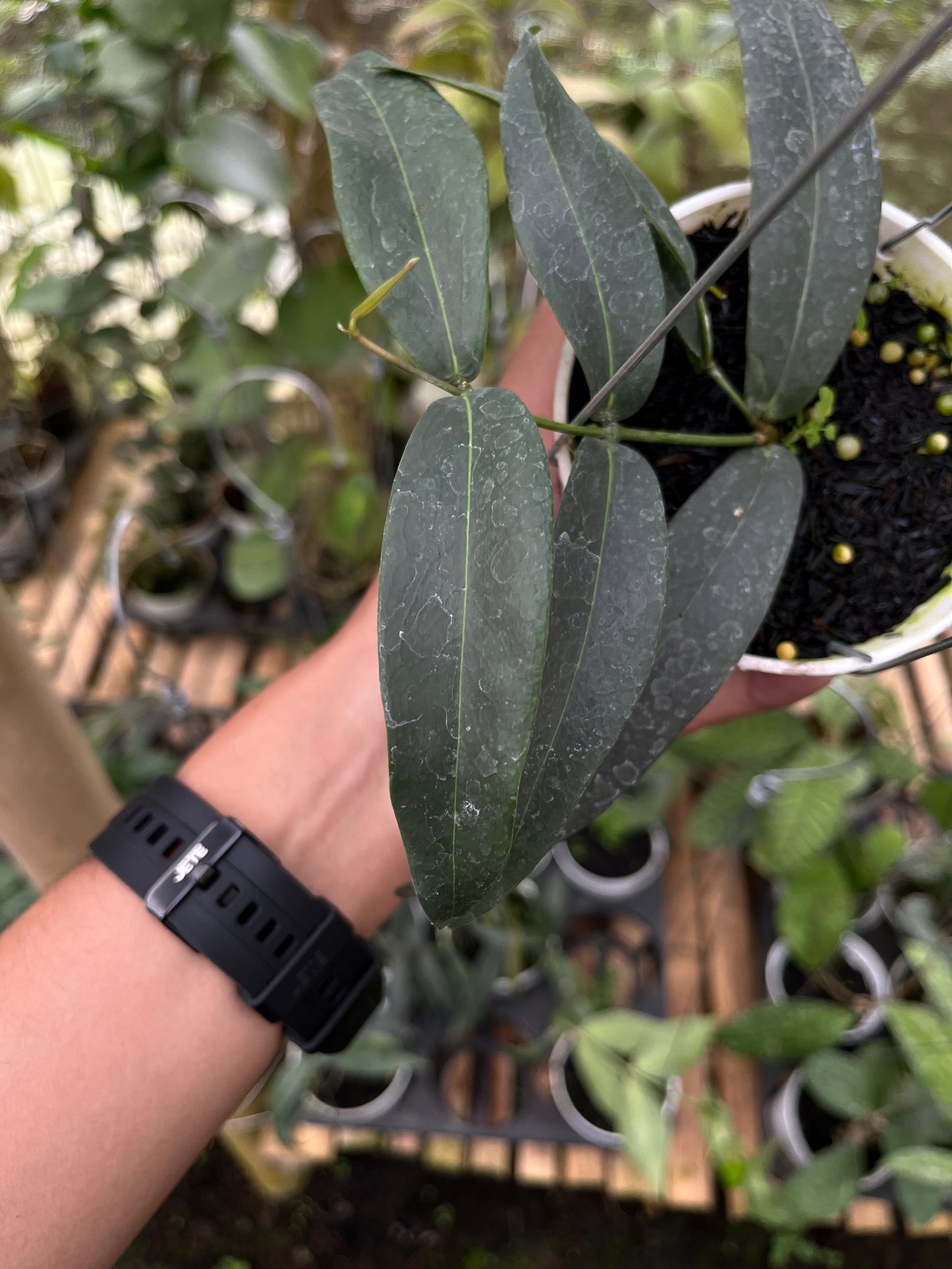 Hoya Brasii