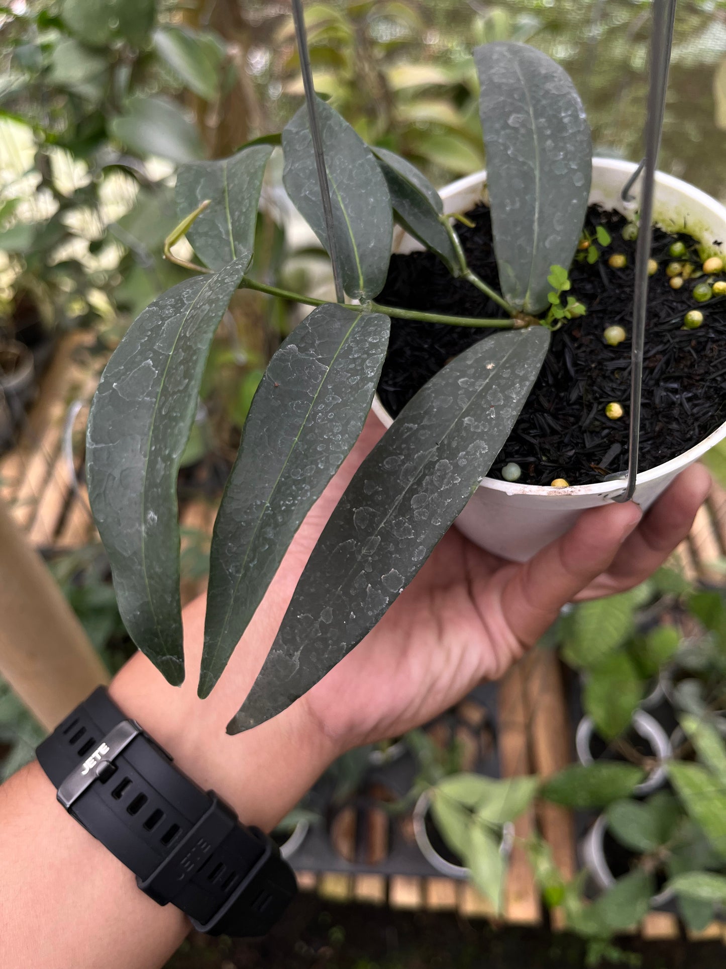 Hoya Brasii
