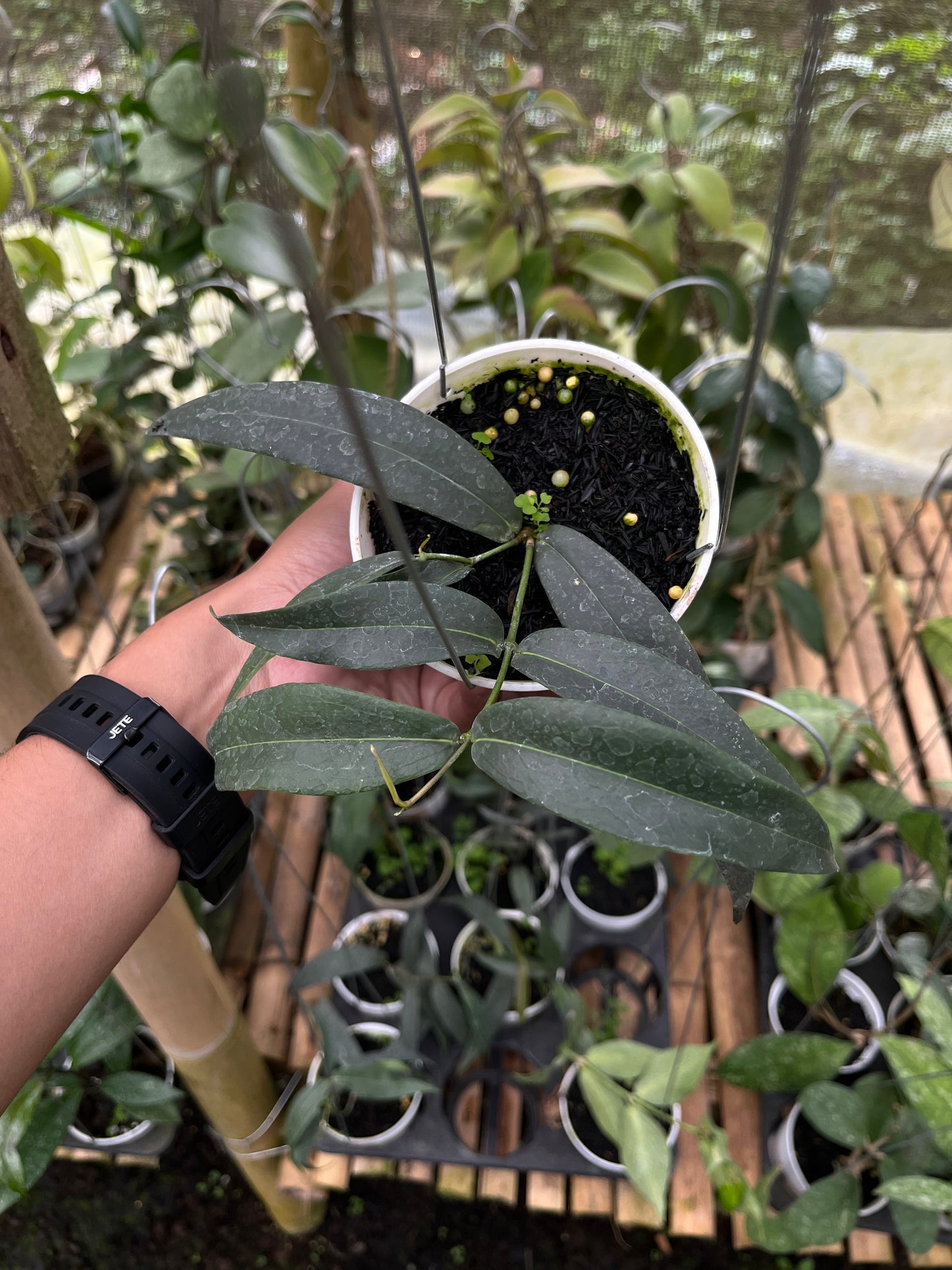 Hoya Brasii