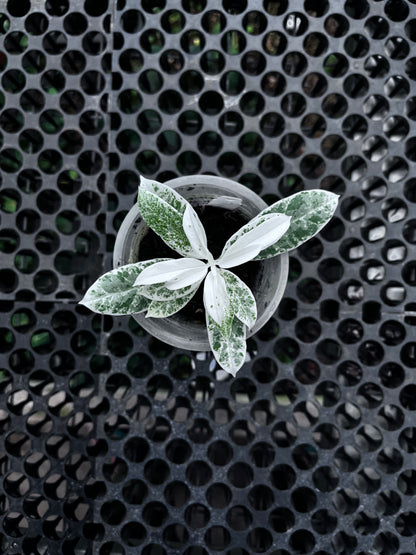 Hoya Multiflora Pandawa