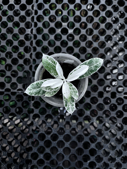 Hoya Multiflora Pandawa