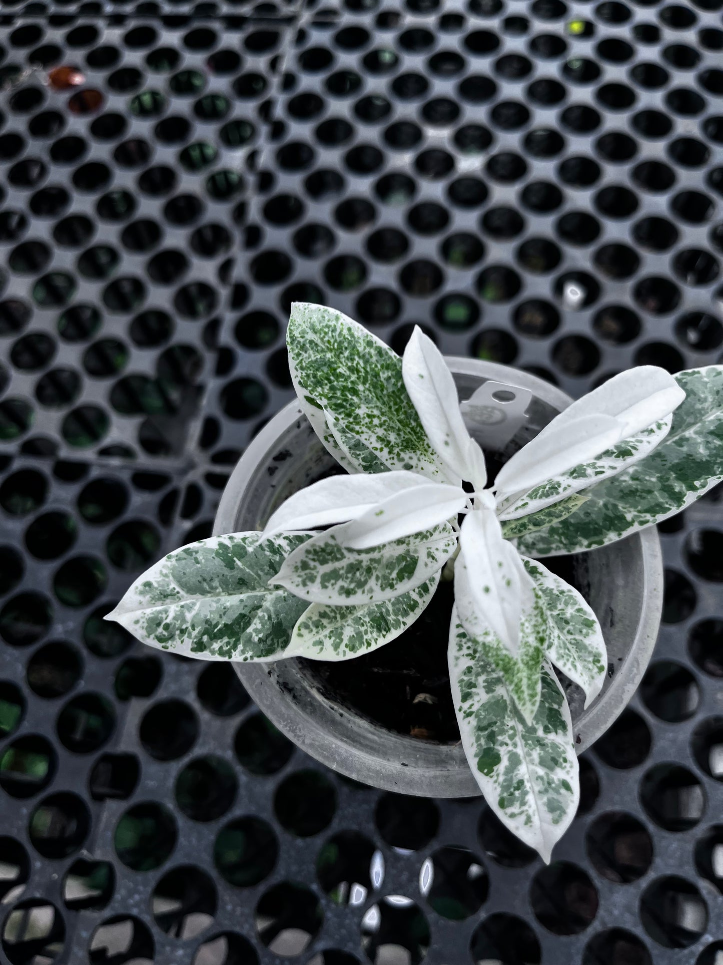 Hoya Multiflora Pandawa