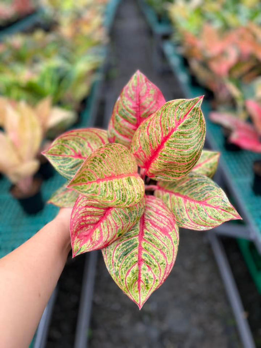 Aglaonema hughes