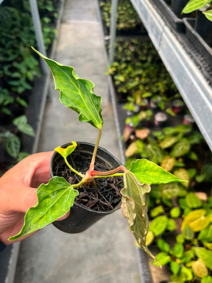 Anthurium Dressleri X Kraken