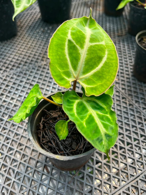 Anthurium Carla X MuchlisXPapilillaminum