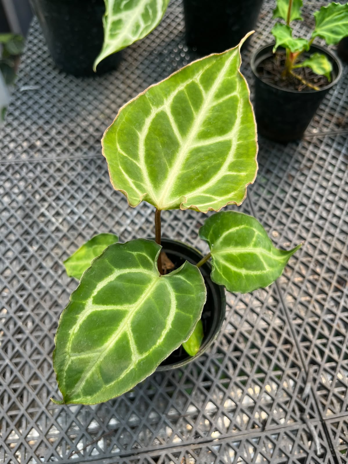 Anthurium Carla X MuchlisXPapilillaminum