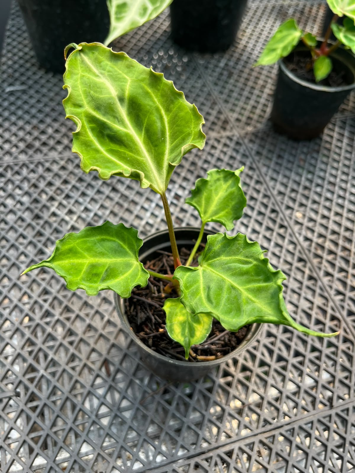 Anthurium Carla X MuchlisXPapilillaminum