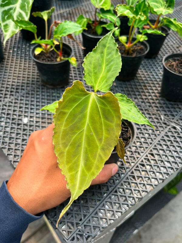 Anthurium Doom Slayer (Kraken X Muchlis)
