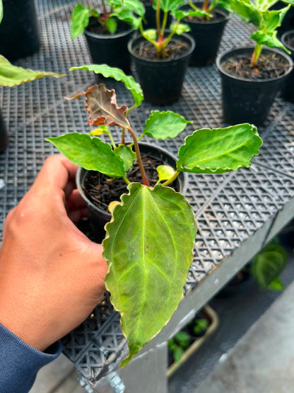 Anthurium Doom Slayer (Kraken X Muchlis)