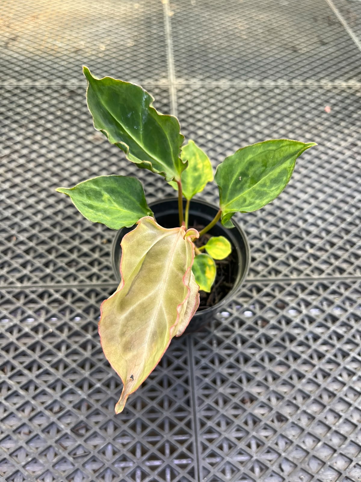 Anthurium Papilillaminum Variegated X Muchlis
