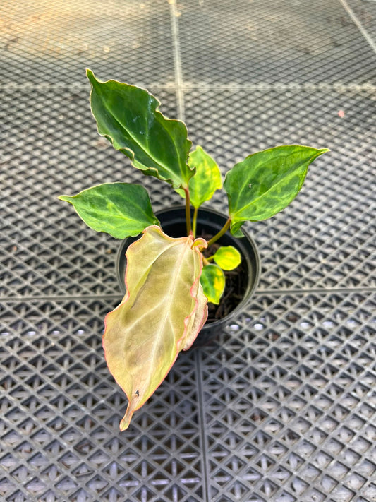 Anthurium Papilillaminum Variegated X Muchlis