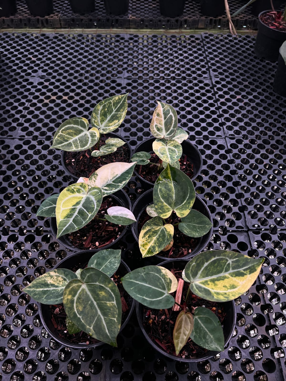 Anthurium Giant Silver X Red Crystallinum NSE