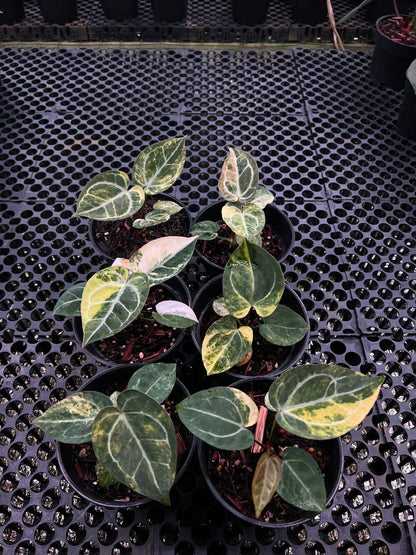Anthurium Giant Silver X Red Crystallinum NSE