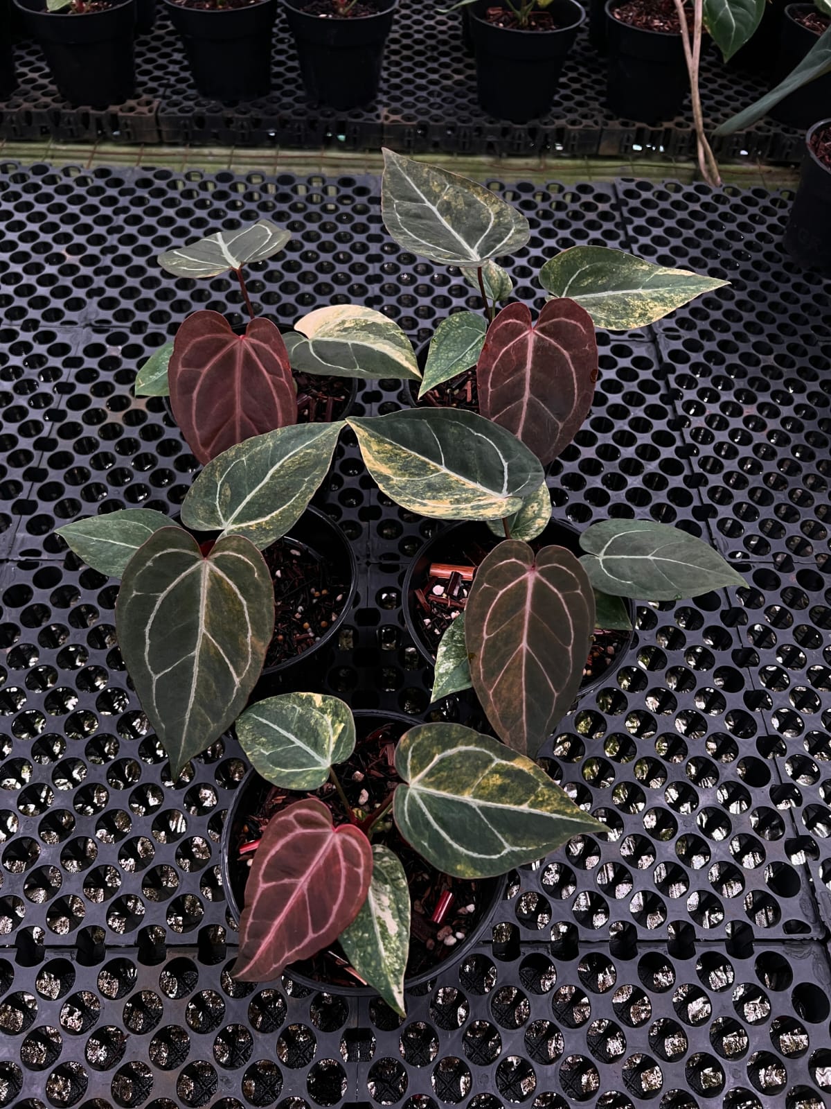 Anthurium (Black Venom x Megatron) x Red Tiger