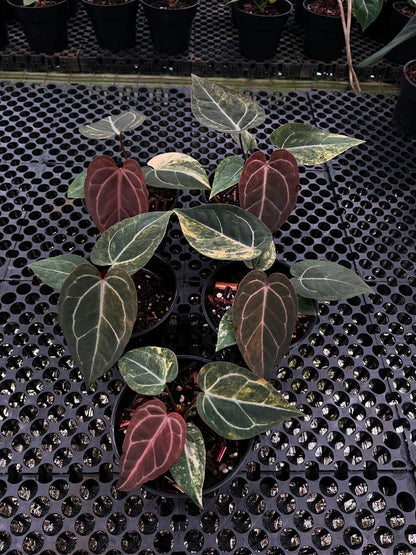 Anthurium (Black Venom x Megatron) x Red Tiger