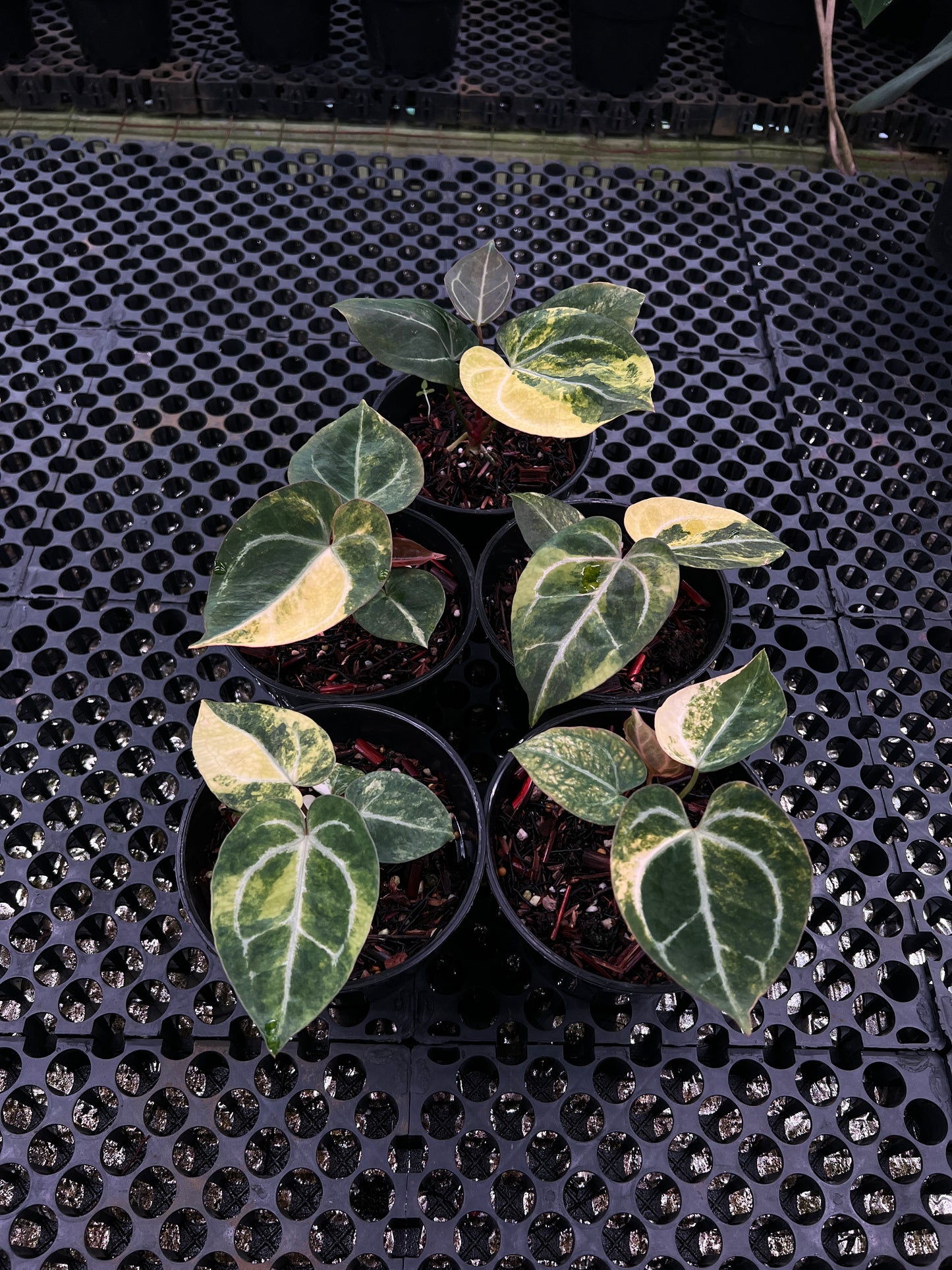 Anthurium (Black Venom x Domino) x KOS Original