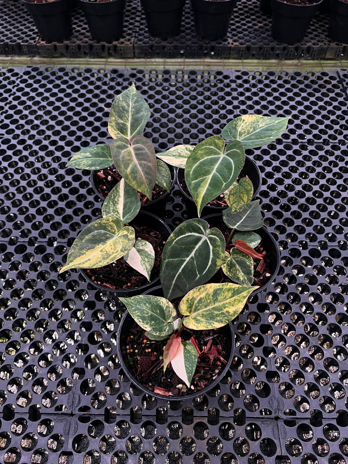 Anthurium Red Devil Mutation x RVDP