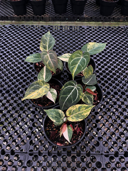 Anthurium Red Devil Mutation x RVDP