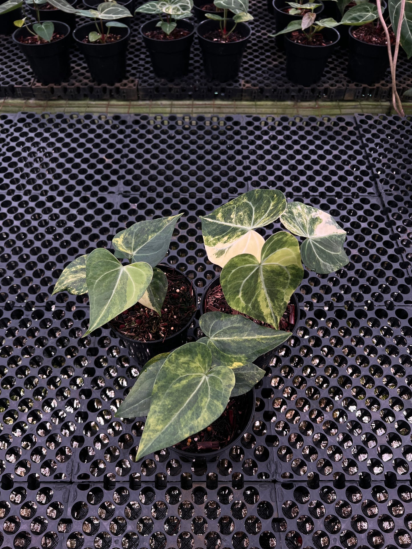 Anthurium King Clarinervium Var x DeltaForce
