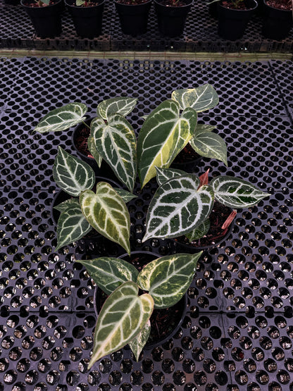 Anthurium Dorayaki Silver Var x King of Spades Butterfly Variegated