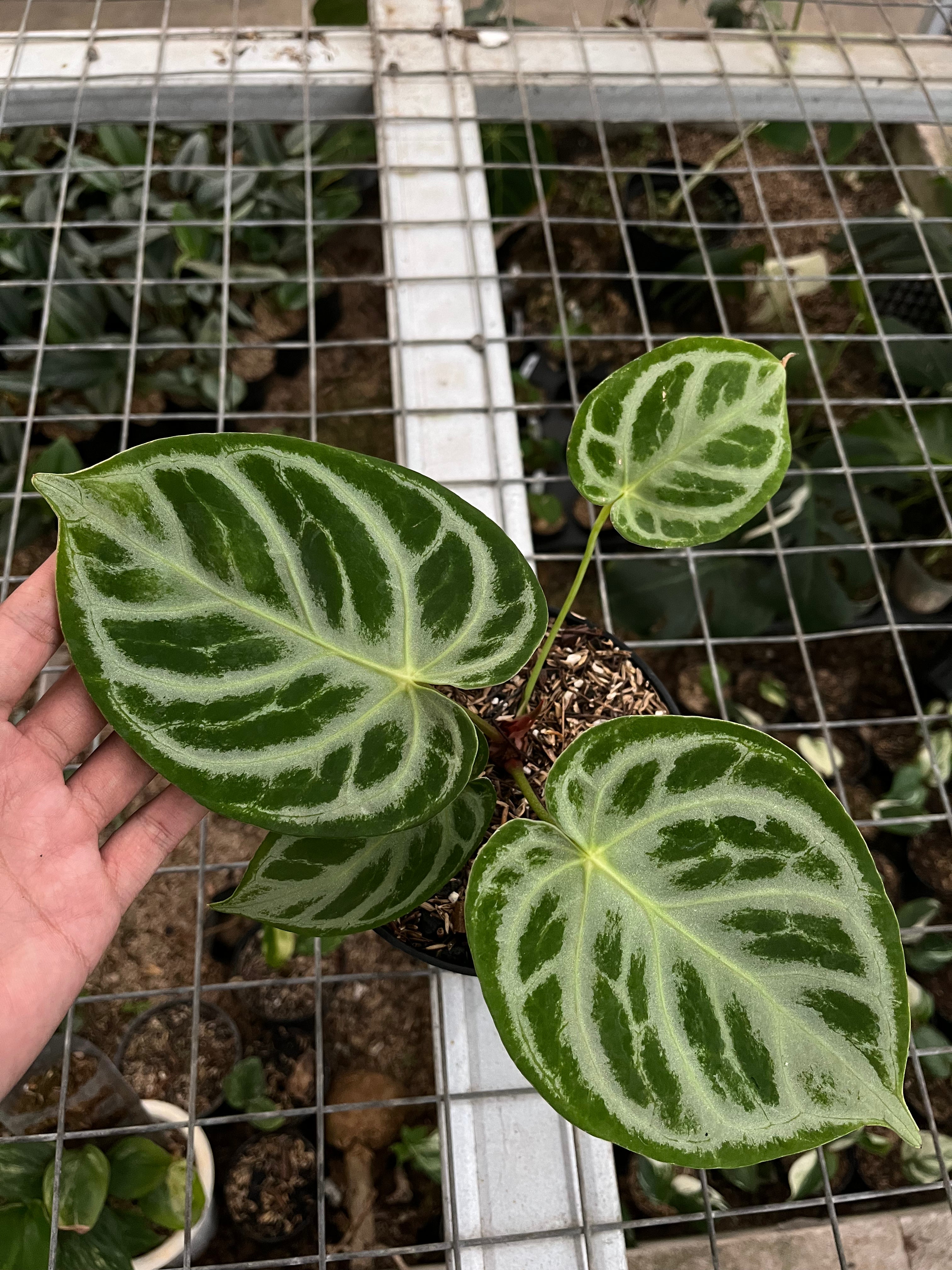 Anthurium silver blush 1
