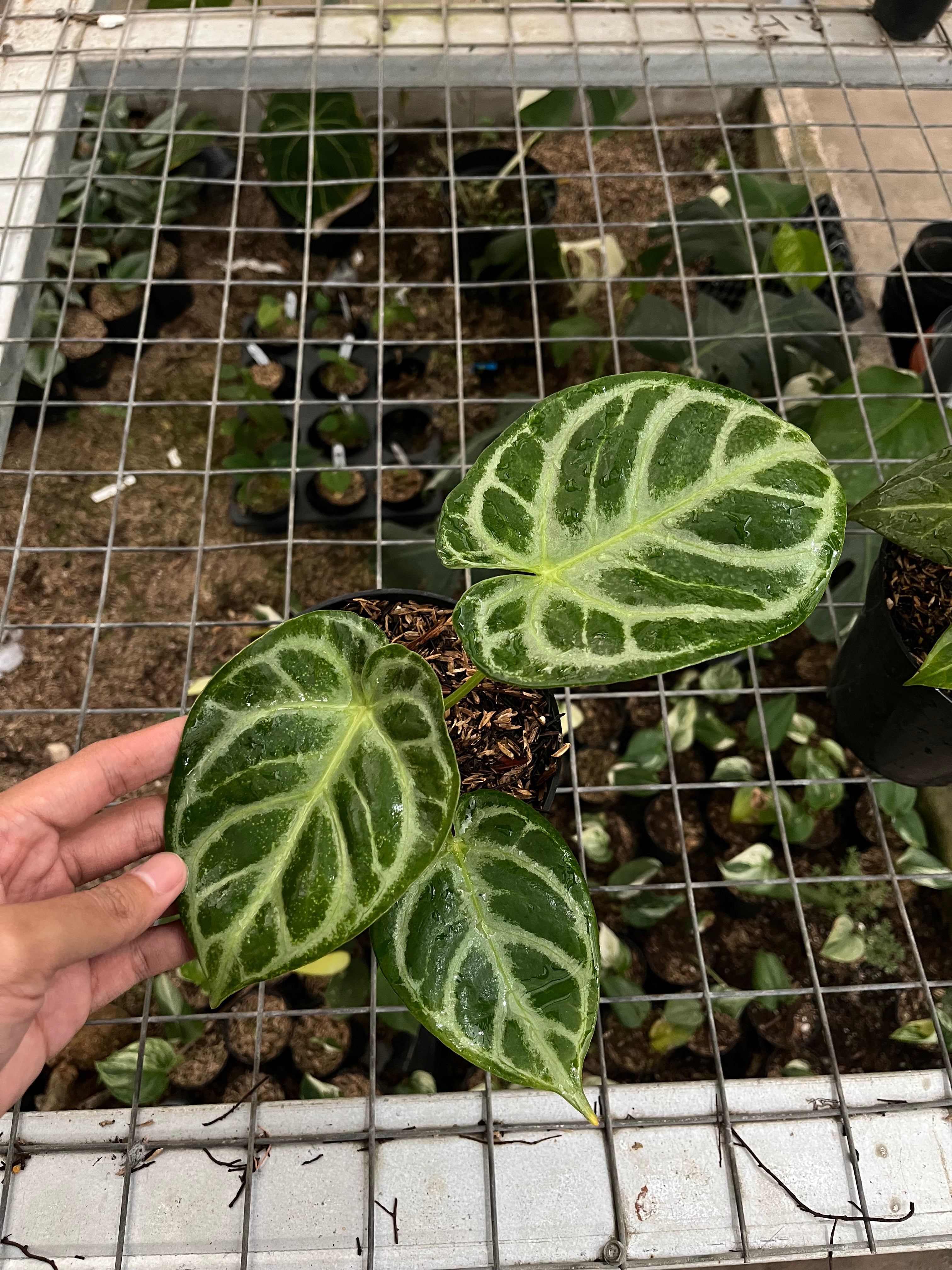Anthurium silver blush 2